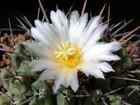 Thumbnail of 1201_Thelocactus lophothele_20150510_02(1).JPG